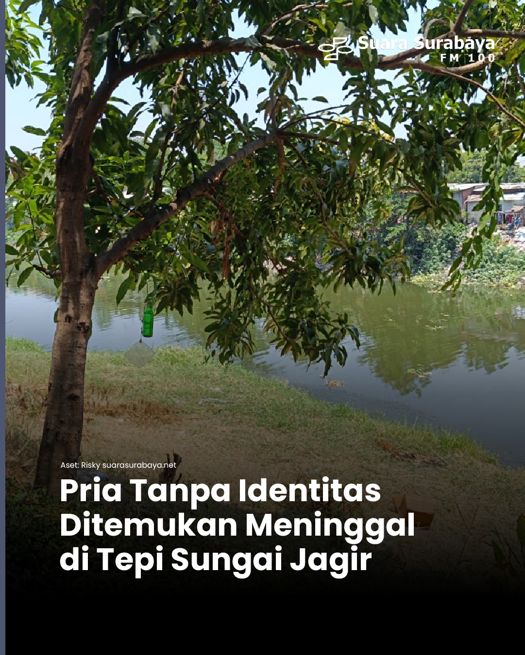 Pohon mangga di tepi Sungai Jagir Surabaya, lokasi ditemukannya pria tanpa identitas yang meninggal dunia, Selasa 20 Oktober 2026