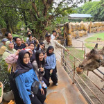Pengunjung memberi makan jerapah di Kebun Binatang Surabaya