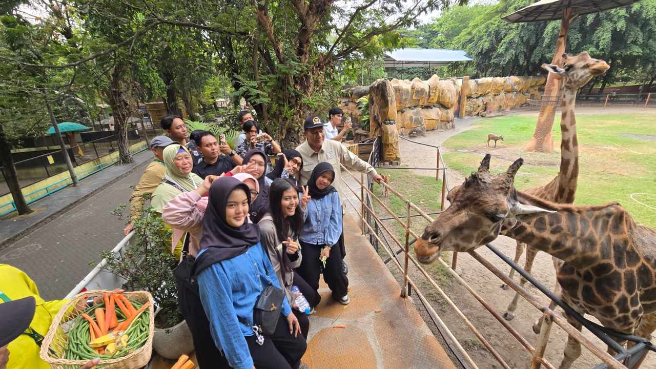 Pengunjung memberi makan jerapah di Kebun Binatang Surabaya