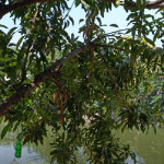 Pohon mangga di tepi Sungai Jagir Surabaya, lokasi penemuan jenazah Sungai Jagir — pria tanpa identitas yang meninggal dunia.