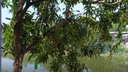 Pohon mangga di tepi Sungai Jagir Surabaya, lokasi penemuan jenazah Sungai Jagir — pria tanpa identitas yang meninggal dunia.